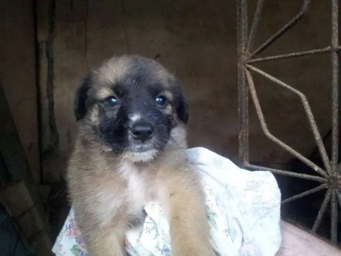 Cachorro ra a diversas idade Abaixo de 2 meses nome não tem