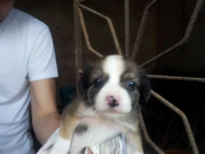 Cachorro ra a diversas idade Abaixo de 2 meses nome não tem