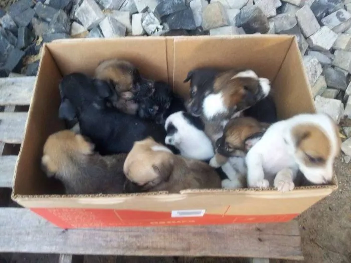 Cachorro ra a diversas idade Abaixo de 2 meses nome não tem