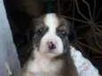 não tem