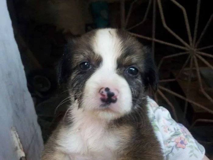 Cachorro ra a diversas idade Abaixo de 2 meses nome não tem