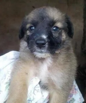 Cachorro raça diversas idade Abaixo de 2 meses nome não tem