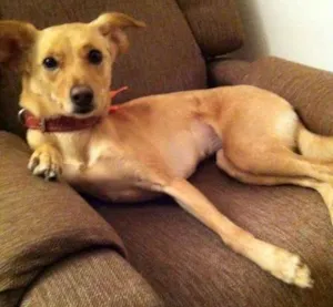 Cachorro raça Vira Lata idade 5 anos nome Maria Madalena (MADA)