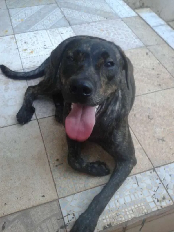 Cachorro ra a vira- lata idade 7 a 11 meses nome Mika