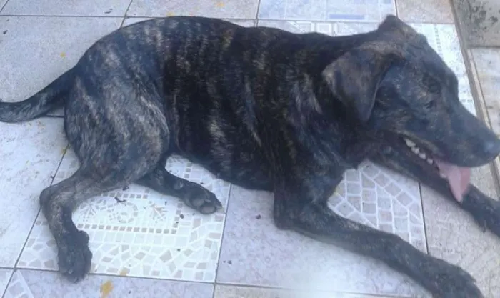 Cachorro ra a vira- lata idade 7 a 11 meses nome Mika