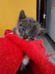 Nymeria