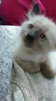 debora