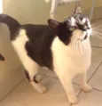 Gatinha