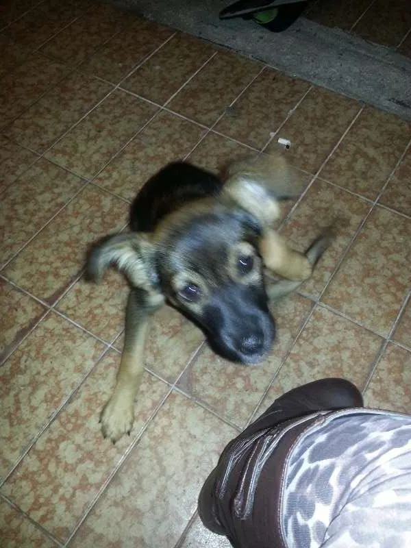 Cachorro ra a Sem raça definida idade 2 a 6 meses nome Bilu