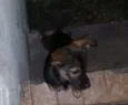 Bilu