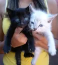 Gato