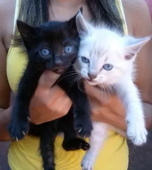 Gato raça Gato idade  nome Gato