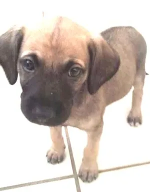 Cachorro raça Vira Lata idade Abaixo de 2 meses nome Deise