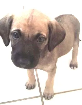 Cachorro ra a Vira Lata idade Abaixo de 2 meses nome Deise