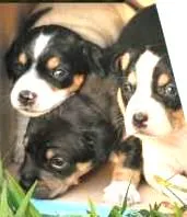Cachorro raça srd idade 2 a 6 meses nome Pepitos