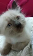 debora