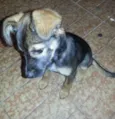 Bilu
