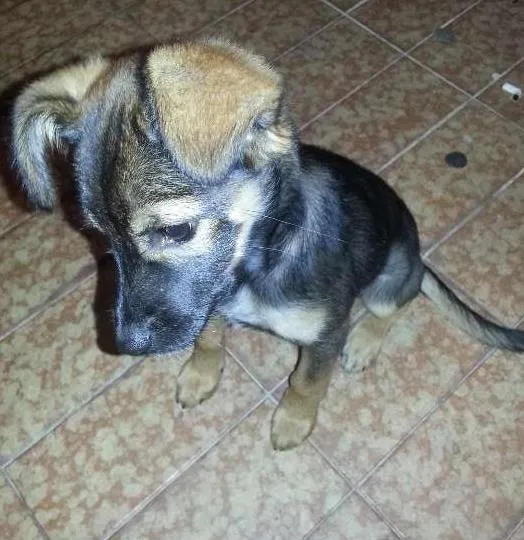 Cachorro ra a Sem raça definida idade 2 a 6 meses nome Bilu