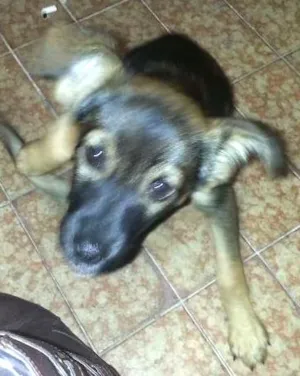 Cachorro raça Sem raça definida idade 2 a 6 meses nome Bilu