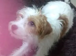 Cachorro ra a Srd idade 2 a 6 meses nome Luna