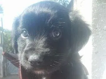 Cachorro ra a SRD idade 2 a 6 meses nome Bombons