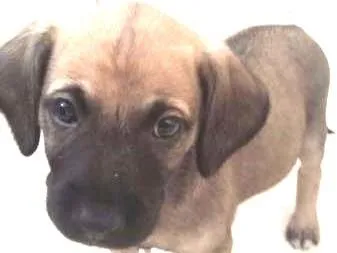 Cachorro ra a Vira Lata idade Abaixo de 2 meses nome Deise