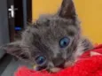 Nymeria
