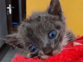 Gato raça  idade Abaixo de 2 meses nome Nymeria