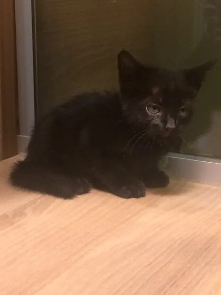 Gato raça Srd (sem raça definida )  idade Abaixo de 2 meses nome Sem nome 