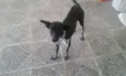 Pretinho