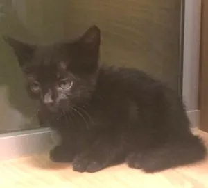 Gato raça Srd (sem raça definida )  idade Abaixo de 2 meses nome Sem nome 