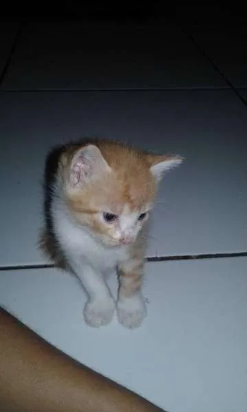 Gato raça  idade Abaixo de 2 meses nome sem nomes