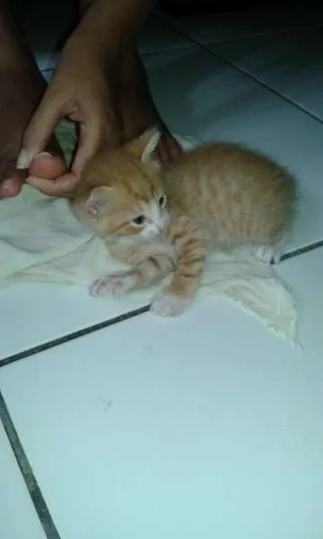 Gato raça  idade Abaixo de 2 meses nome sem nomes