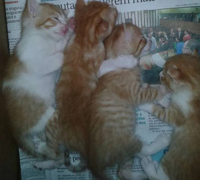 Gato raça  idade Abaixo de 2 meses nome sem nomes