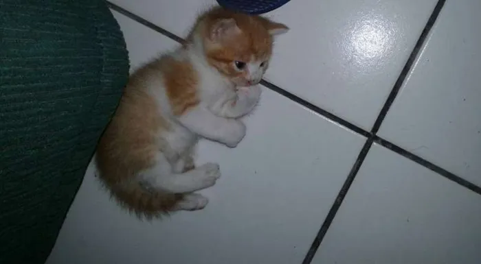 Gato raça  idade Abaixo de 2 meses nome sem nomes