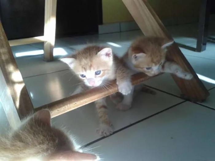 Gato raça  idade Abaixo de 2 meses nome sem nomes