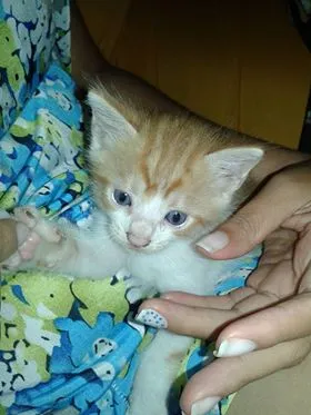 Gato raça  idade Abaixo de 2 meses nome sem nomes