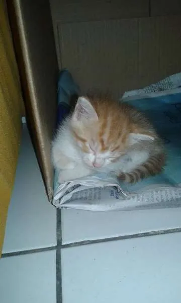 Gato raça  idade Abaixo de 2 meses nome sem nomes