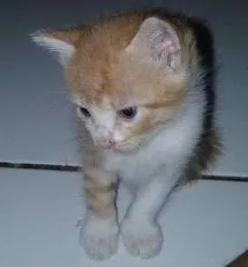 Gato raça  idade Abaixo de 2 meses nome sem nomes