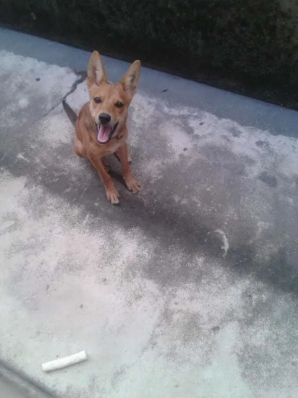 Cachorro raça SRD idade 2 a 6 meses nome Tobias