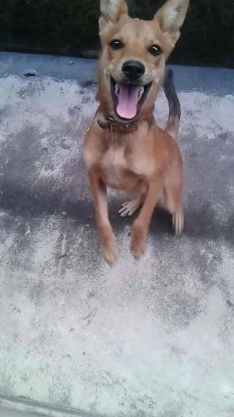 Cachorro raça SRD idade 2 a 6 meses nome Tobias