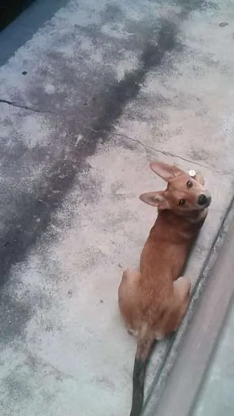 Cachorro raça SRD idade 2 a 6 meses nome Tobias
