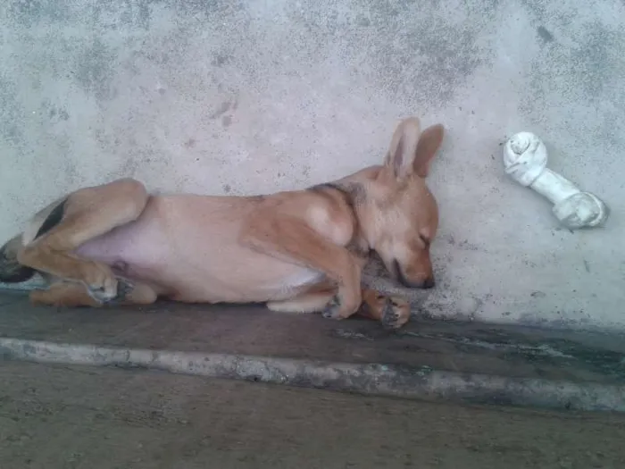 Cachorro raça SRD idade 2 a 6 meses nome Tobias