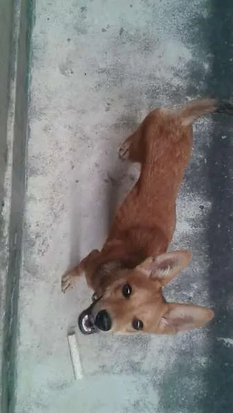 Cachorro raça SRD idade 2 a 6 meses nome Tobias