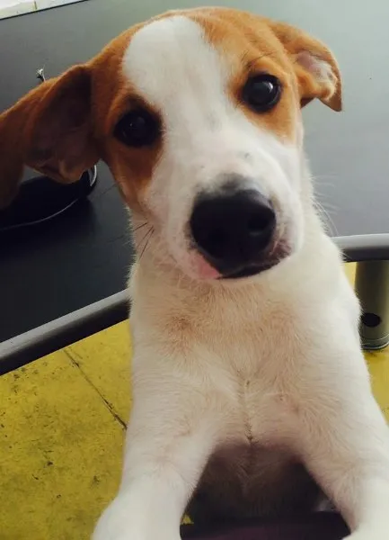 Cachorro ra a Vira lata  idade 7 a 11 meses nome Frozen