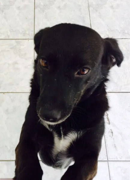 Cachorro ra a vira lata idade nome Negão