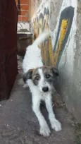 Faisca
