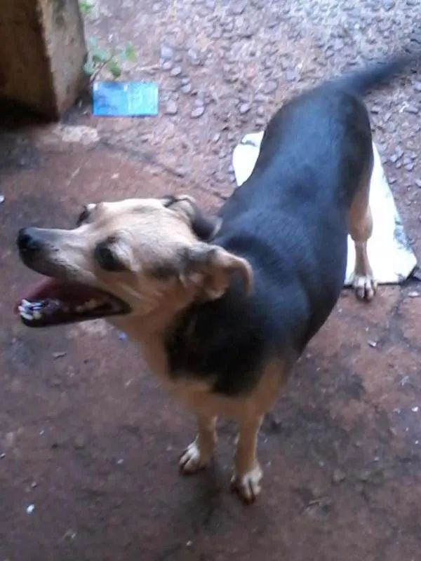Cachorro ra a Pinscher  idade 3 anos nome NINA