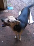 NINA