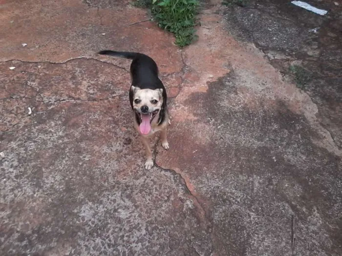 Cachorro ra a Pinscher  idade 3 anos nome NINA